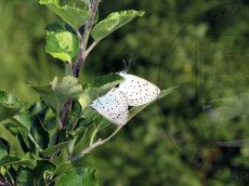 Голубянка-арион_копуляция